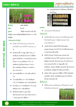 กข65 (RD65) ชื่อพันธุ์