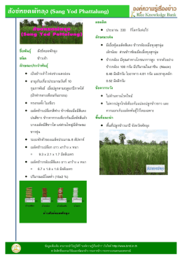 สังข์หยดพัทลุง (Sang Yod Phattalung) ชือพันธุ์