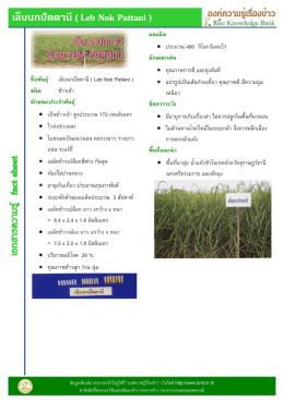 เล็บนกปัตตานี ( Leb Nok Pattani ) ชือพันธุ์
