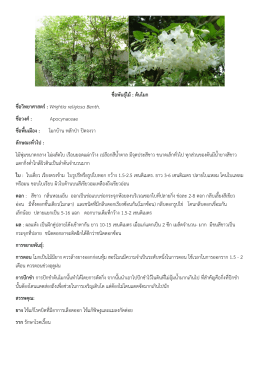 ต้นโมก