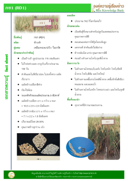 กข1 (RD1) ชื่อพันธุ์