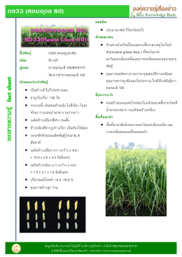 กข33 (หอมอุบล 80) ชื่อพันธุ์