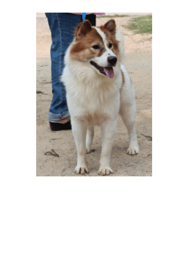 PDF : เพาะพันธุ์สุนัขพันธุ์บางแก้ว