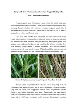 Mengenal Si Kecil Telenomus dignus Parasitoid Penggerek Batang