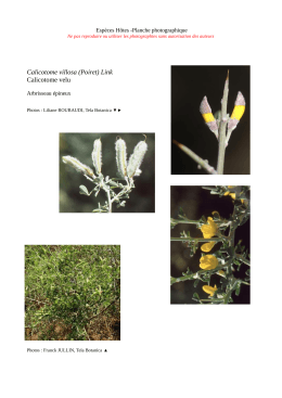 Calicotome villosa (Poiret) Link Calicotome velu