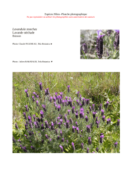 Lavandula stoechas Lavande stéchade