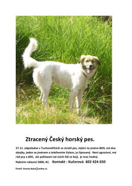 Ztracený Český horský pes.