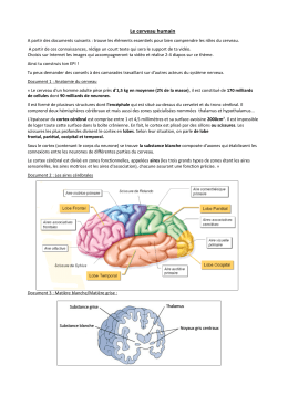 Le cerveau humain