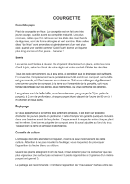 courgette - agrici.net