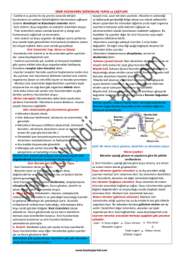 SİNİR HÜCRESİNİN (NÖRONUN) YAPISI ve ÇEŞİTLERİ