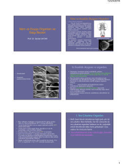 Nem ve Duygu Organları ve Salgı Bezleri