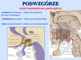 PODWZG&Oacute;RZE