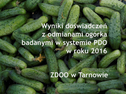 Ogórek, ZDOO Tarnów 2016