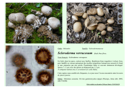 Scleroderma verrucosum (Bull.:Pers.)Pers.