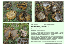 Scleroderma geaster (Gmel)Fr.