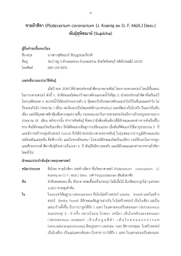 ชายผ้าสีดา (Platecerium coronarium (J. Koenig ex O. F. Müll.) Desv