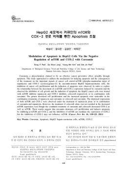 HepG2 세포에서 커큐민의 mTOR와 COX