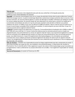 Juxtaposition des astrocytes et des oligodendrocytes pr&egrave;s des sous