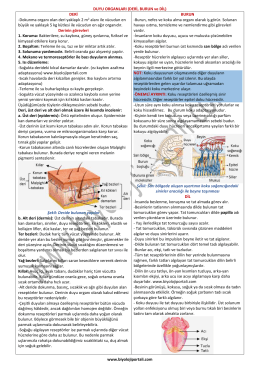 www.biyolojiportali.com DUYU ORGANLARI (DERİ, BURUN ve DİL