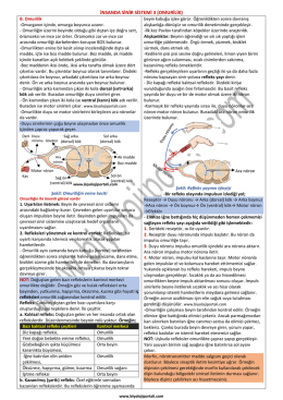 insanda sinir sistemi 3 (omurilik)