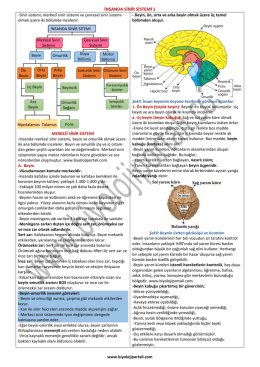 insanda sinir sistemi 1