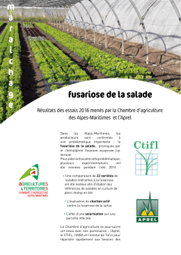 fusariose de la salade maraichage