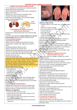 endokrin sistem 4 (b&ouml;brek &uuml;st&uuml; bezleri)