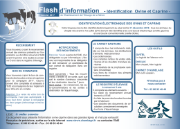 Flash d`information - Identification Ovine et Caprine
