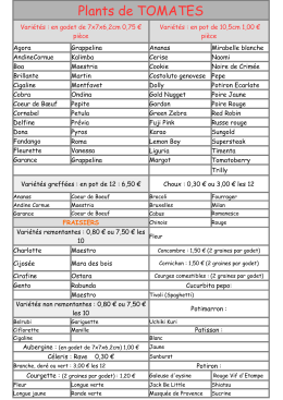 Plants de TOMATES