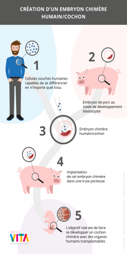 Schéma chimère homme-cochon sans rein