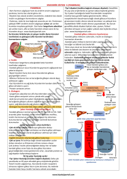 ENDOKRİN SİSTEM -5 (PANKREAS) PANKREAS