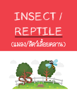 Insect - The Tutor
