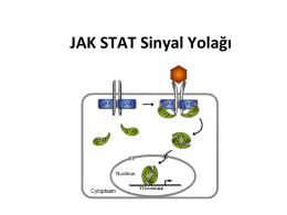 JAK STAT Sinyal Yolağı