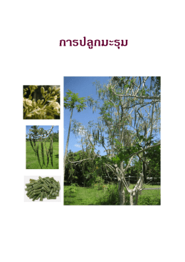 การปลูกมะรุม
