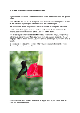 La grande parade des oiseaux de Guadeloupe Aujourd