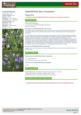 AGAPANTHUS `Blue Triumphator` Agapanthe