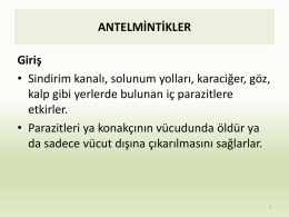 Hafta8 ABilgili Antelmentikler Kaynak