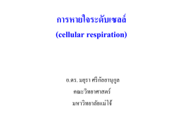 บทที่ 7 Respiration อ.ดร.มยุรา ศรีกัลยานุกุล