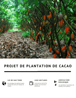 Cocoa plantation project