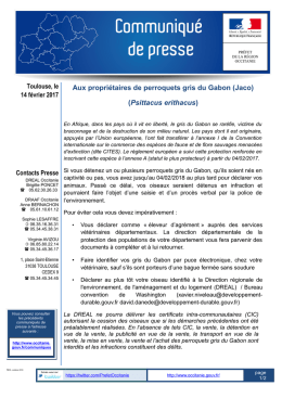 Aux propri&eacute;taires de perroquets gris du Gabon - Tarbes