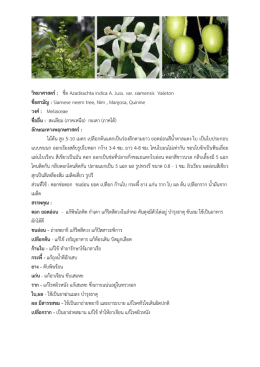 สะเดา