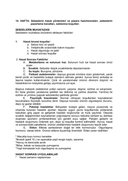 Genel Sebzecilik 14. hafta Kaynak