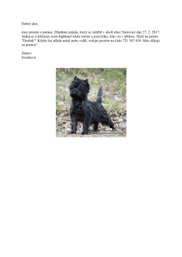 01.03.2017 Hled&aacute; se pejsek, kř&iacute;ženec west highland white terrier a