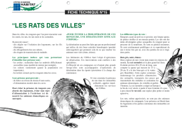 Les rats des villes - Côtes d`Armor Habitat