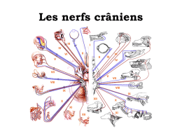 Les nerfs cr&acirc;niens