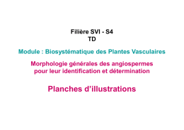 Planches d`illustrations