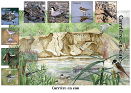 Oiseaux des carrières : ensemble, préservons-les