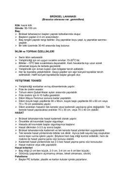 BRÜKSEL LAHANASI (Brassica oleracea var. gemmifera) Kök: kazık
