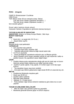 ROKA-8. hafta File