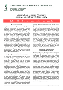 Anoplophora glabripennis (Motchulsky)